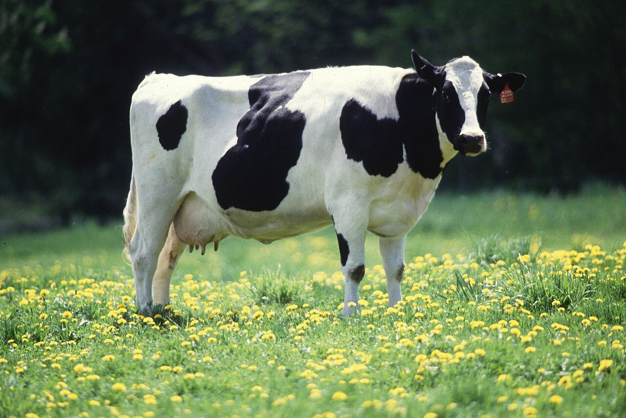 Winter Fodder Drive — Keep Cows Fed